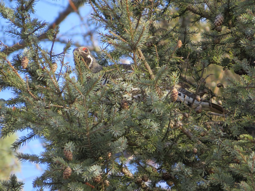 Spruce Grouse