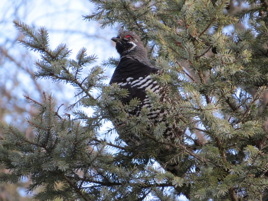 Spruce Grouse