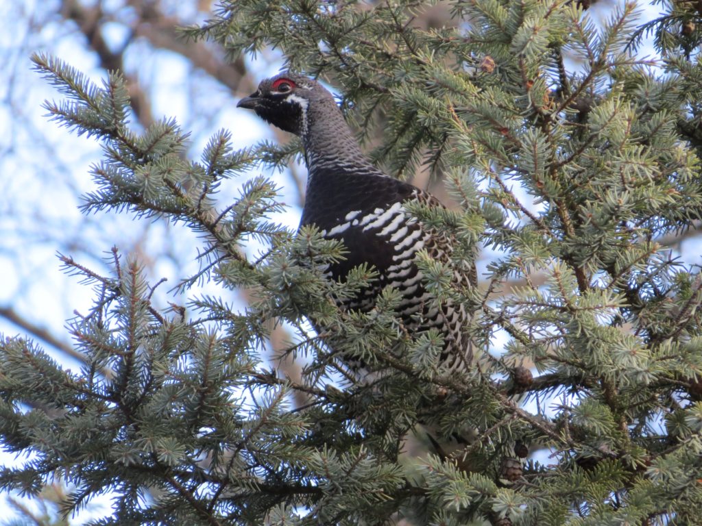 Spruce Grouse