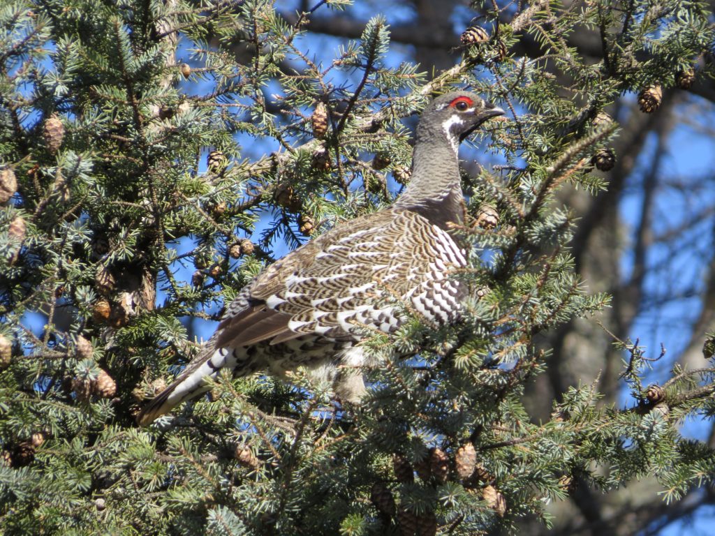 Spruce Grouse