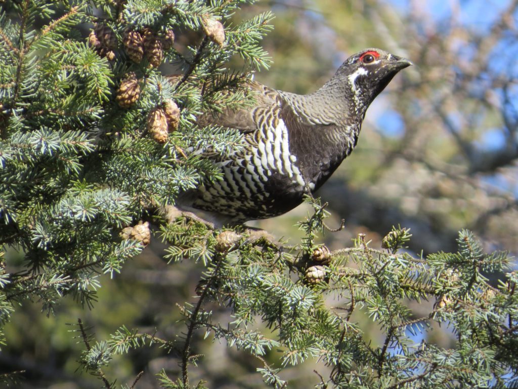 Spruce Grouse