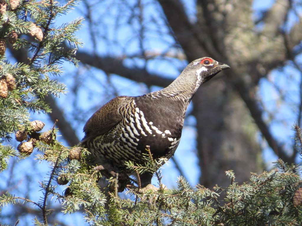 Spruce Grouse