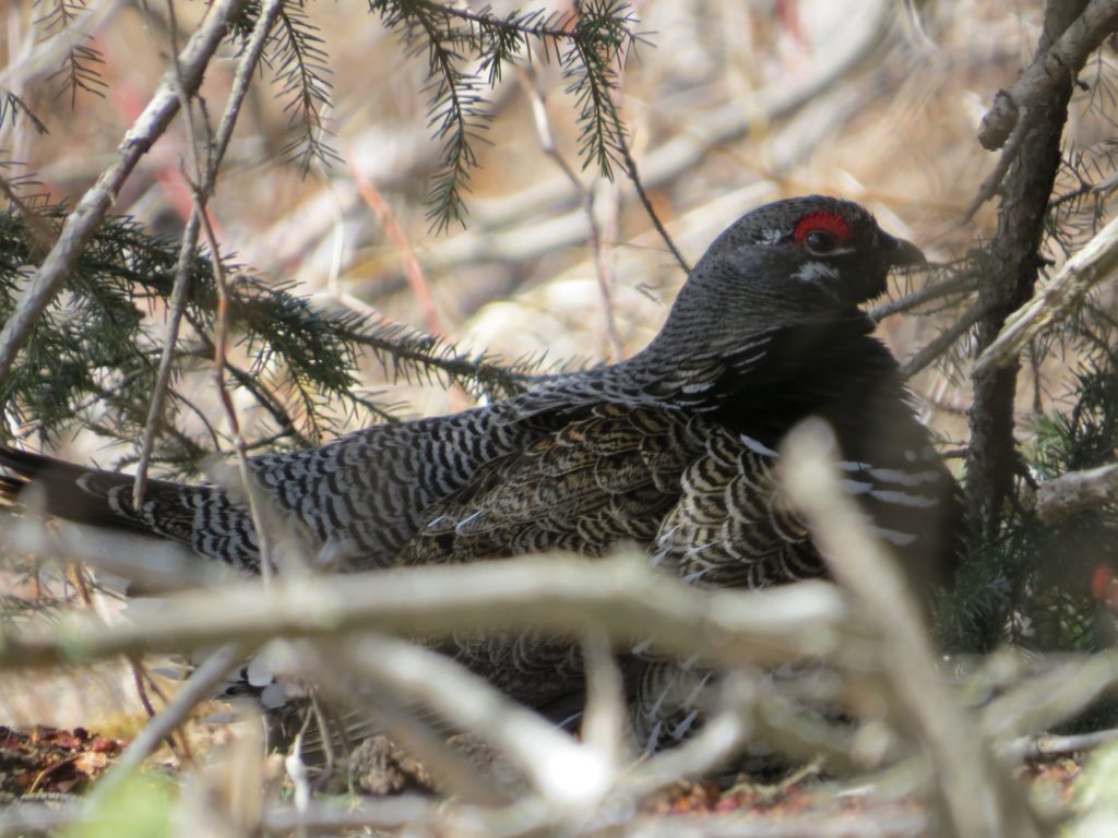 Spruce Grouse