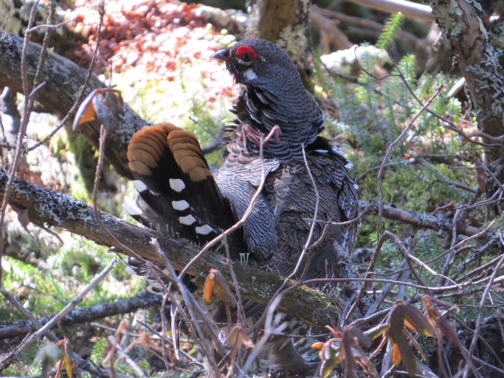 Spruce Grouse