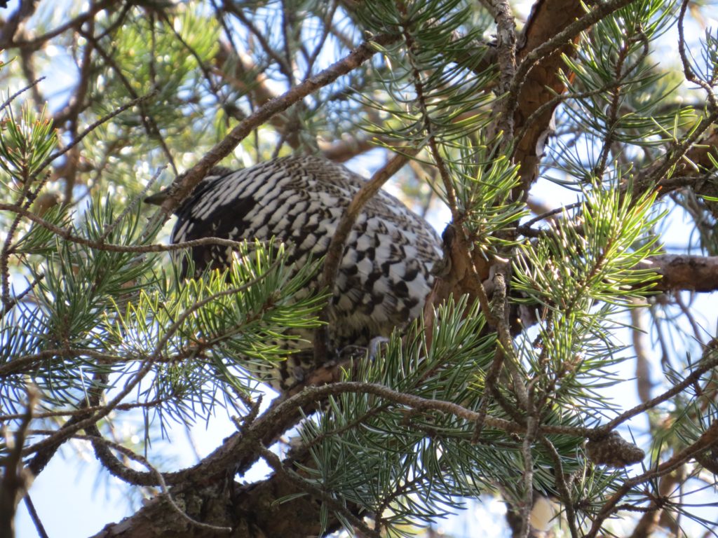 Spruce Grouse