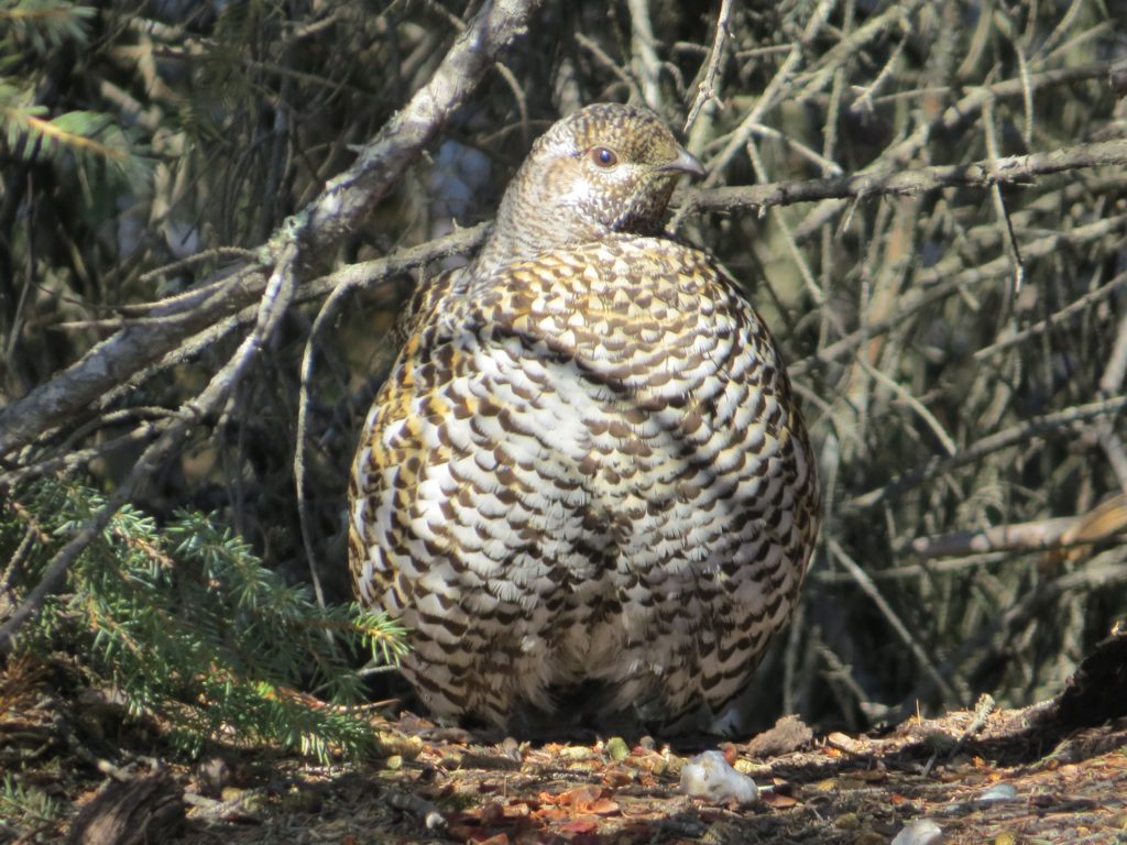 Spruce Grouse female