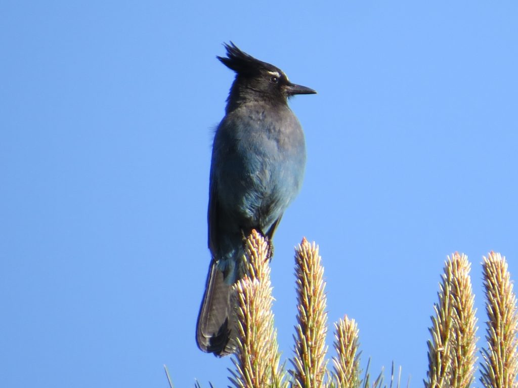 Steller's Jay