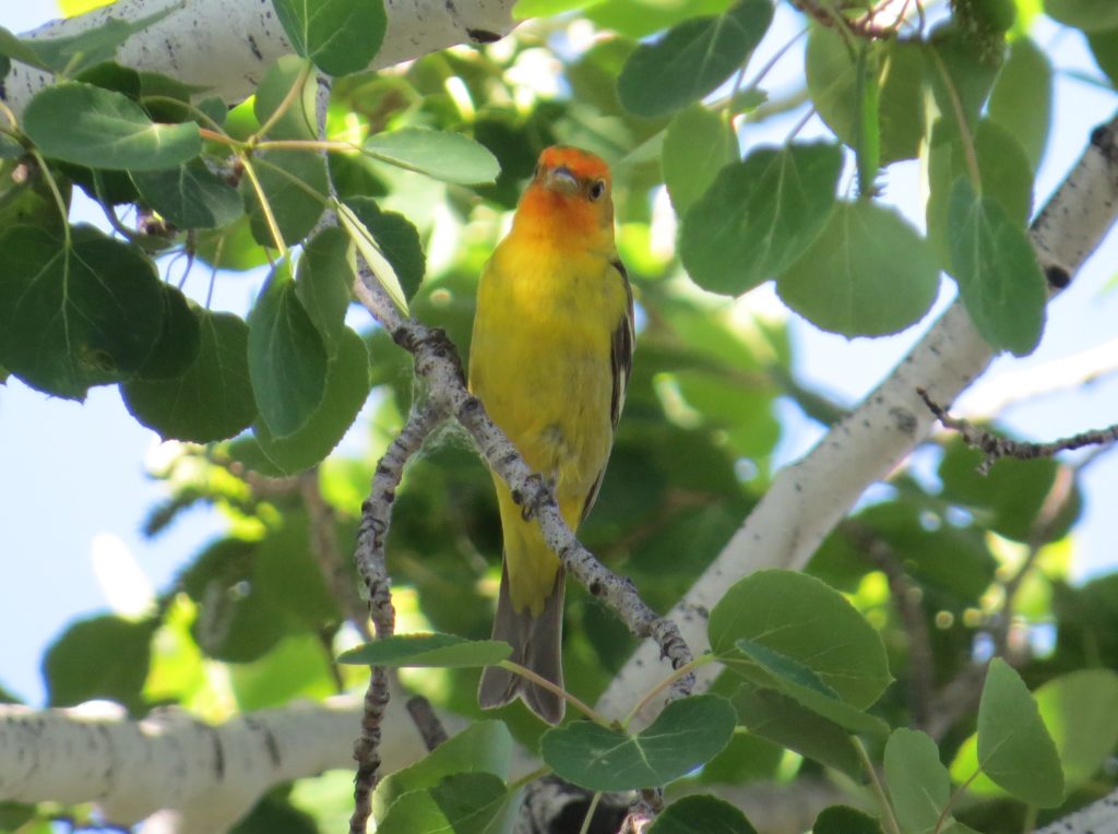 Western Tanager