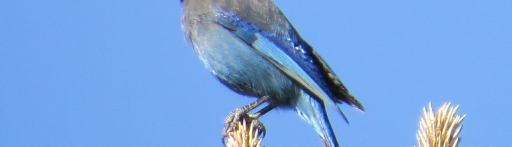 Steller's Jay