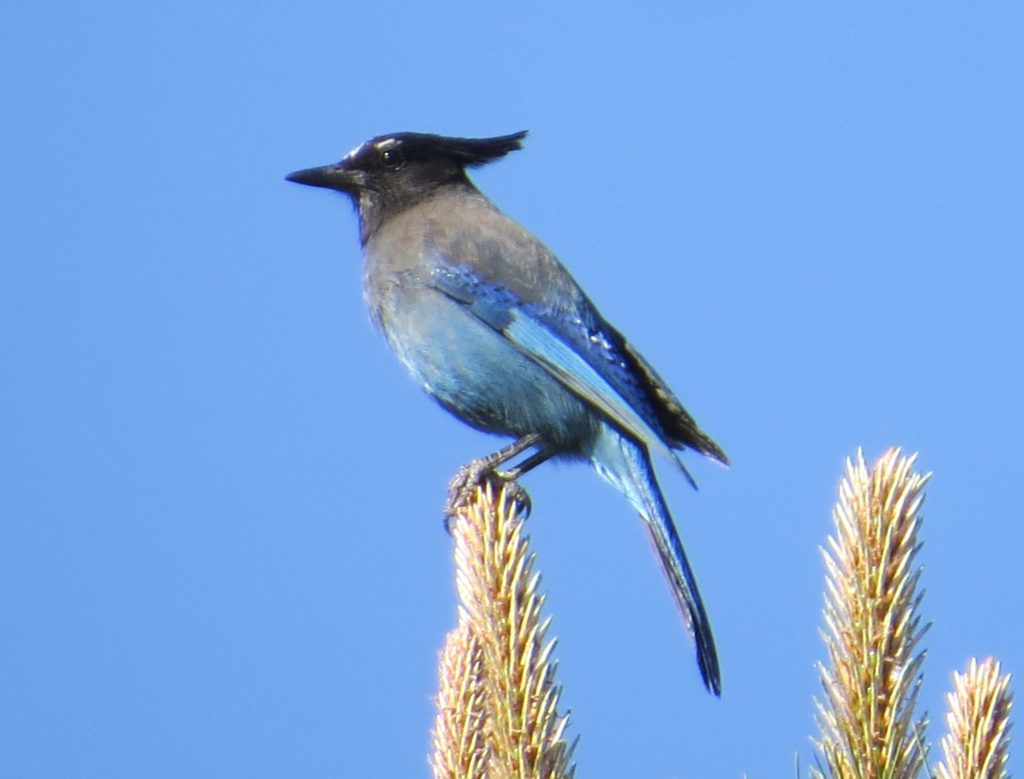 Steller's Jay