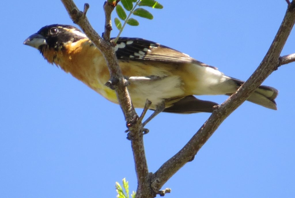 Black-headed Grosbeak