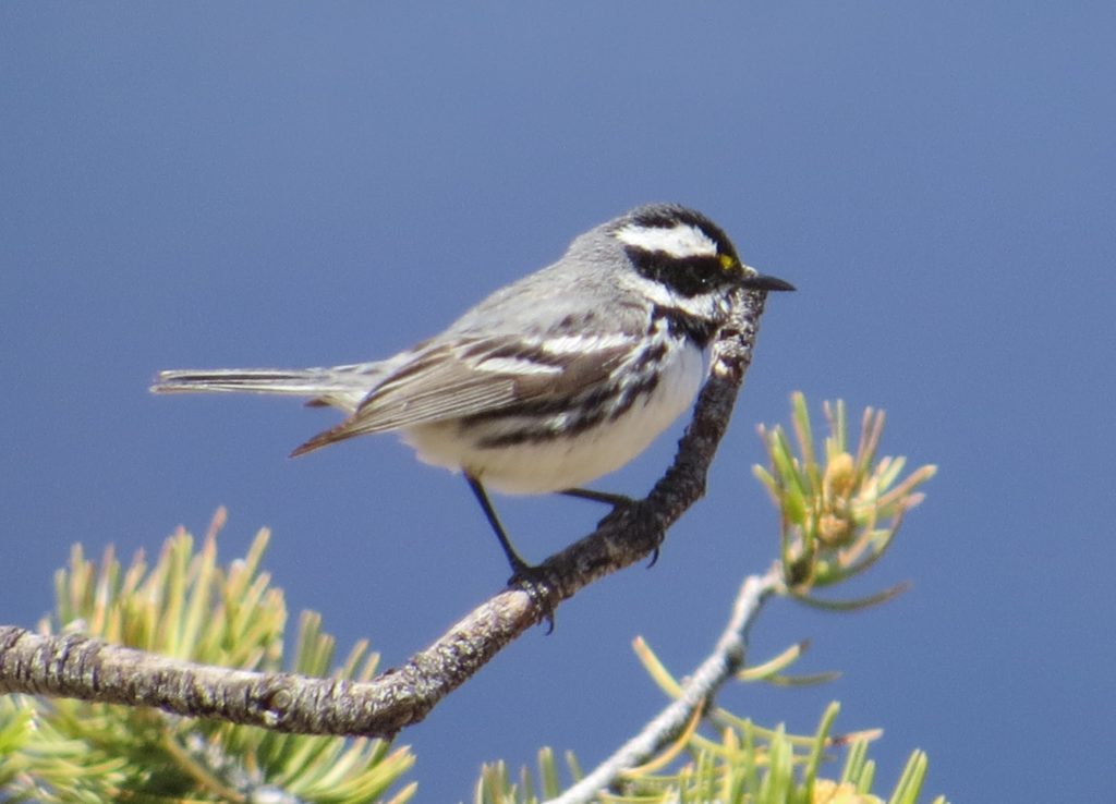 Black-throated Gray Warbler