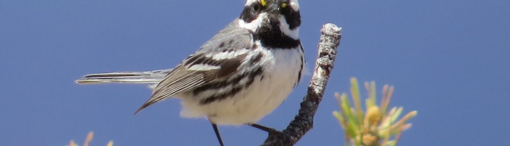 Black-throated Gray Warbler