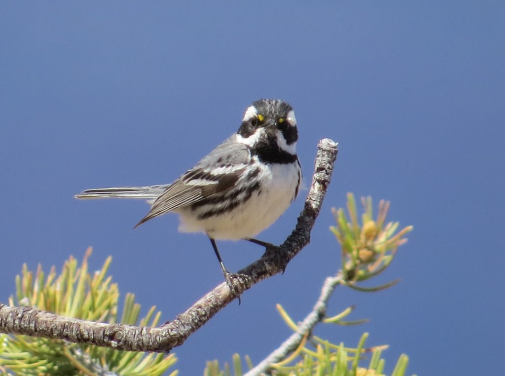 Black-throated Gray Warbler