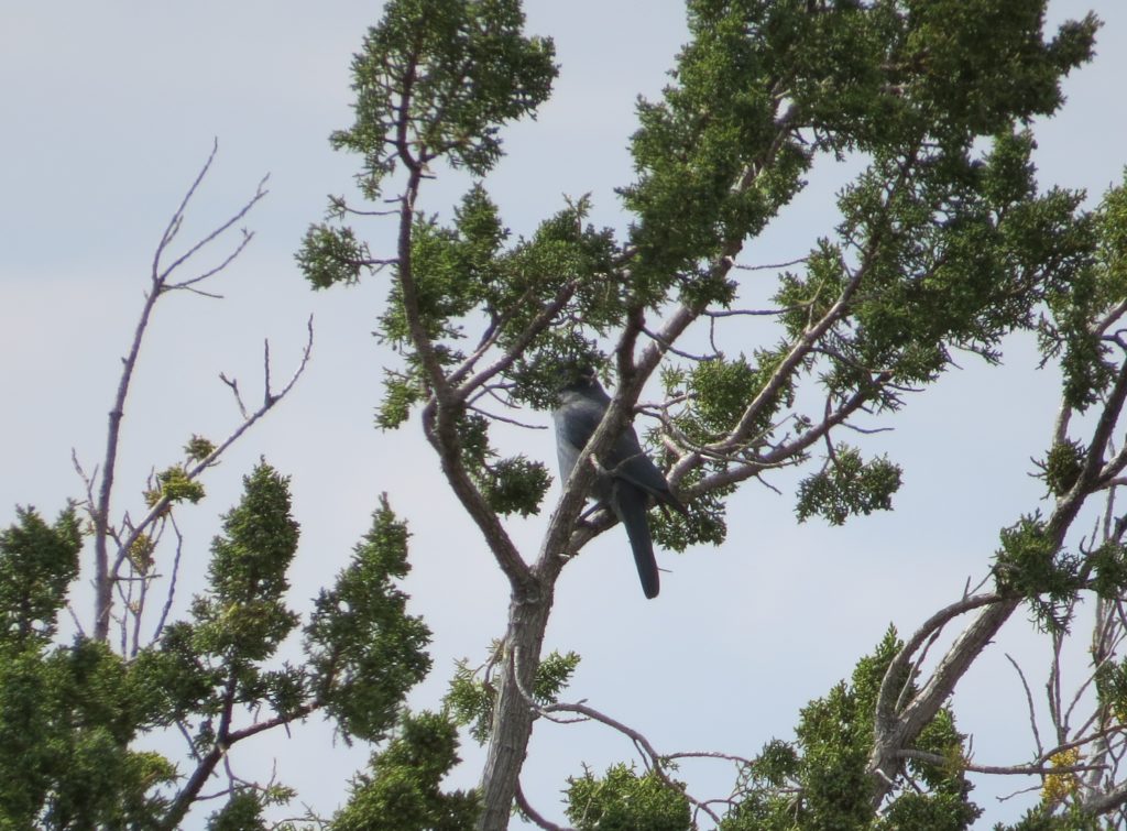 Pinyon Jay