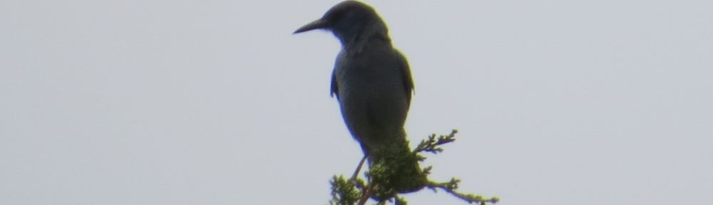 Pinyon Jay