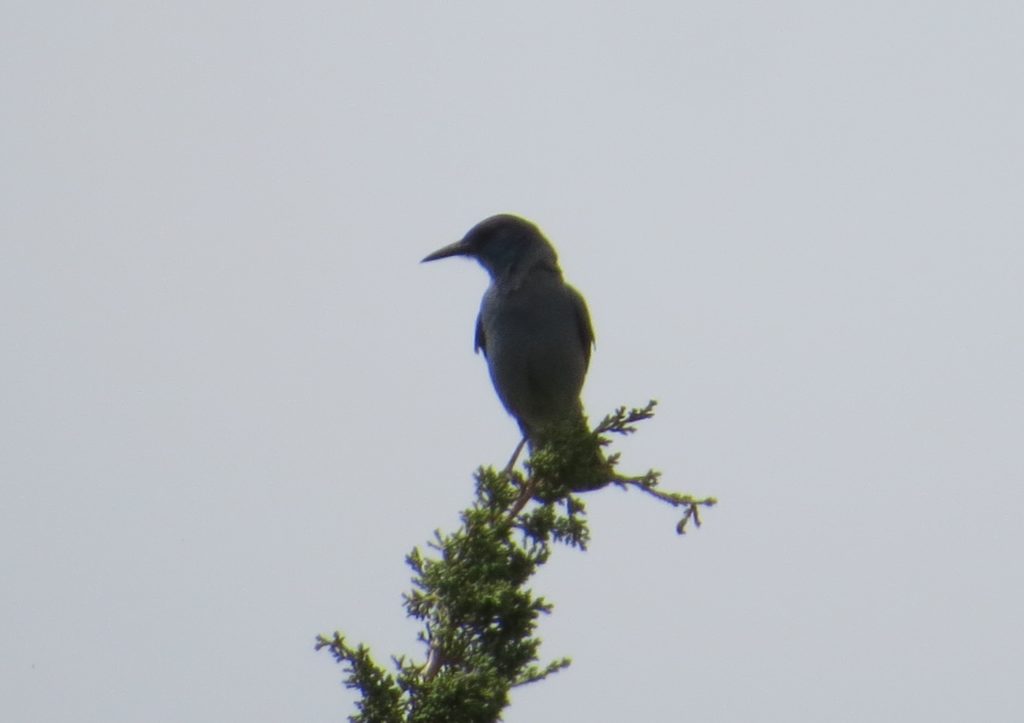 Pinyon Jay