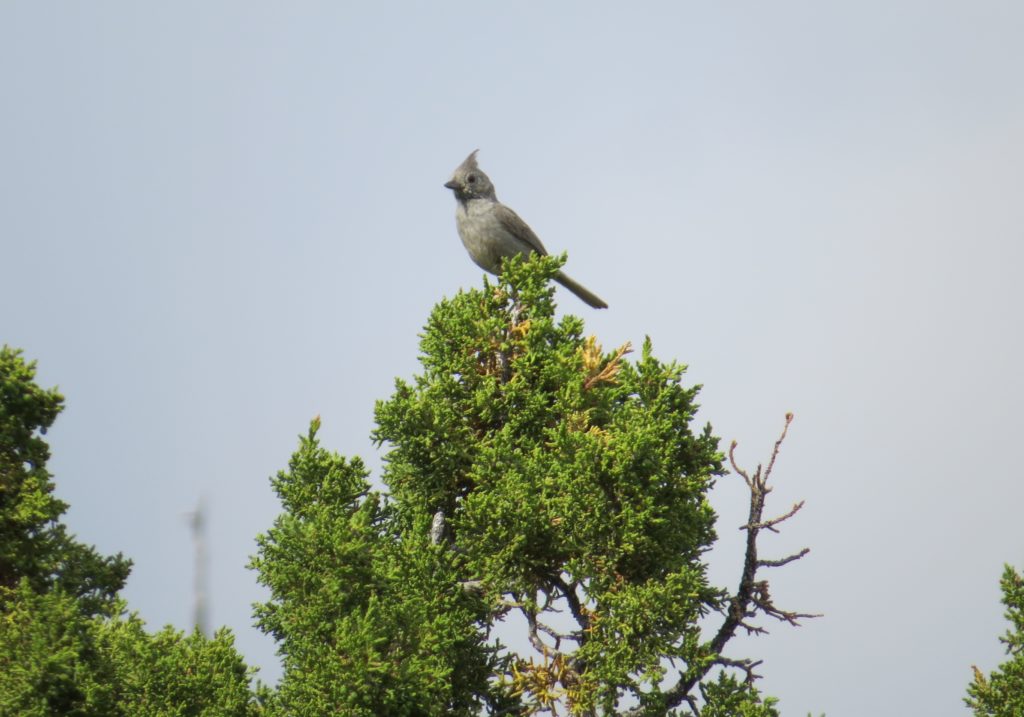 Juniper Titmouse