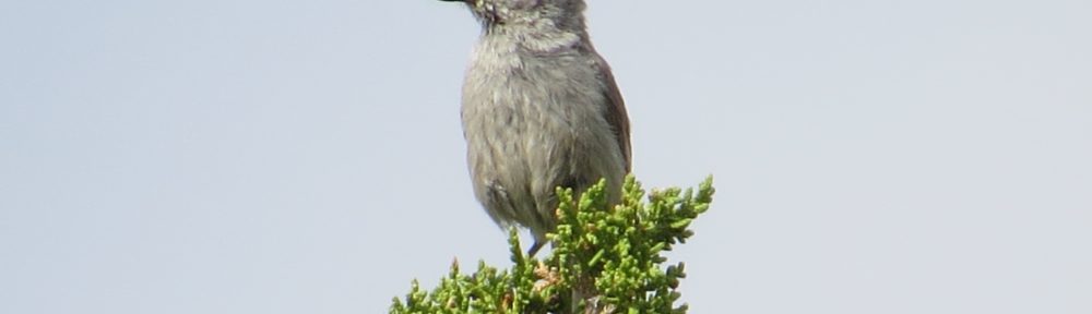 Juniper Titmouse