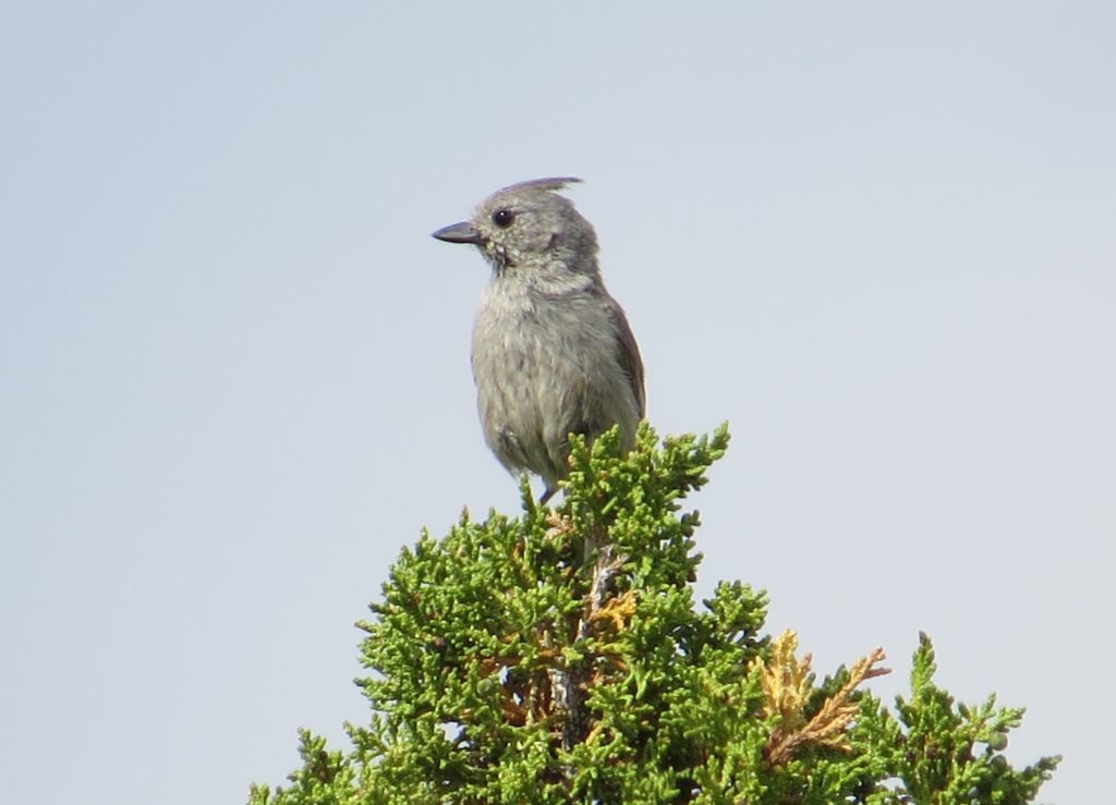 Juniper Titmouse