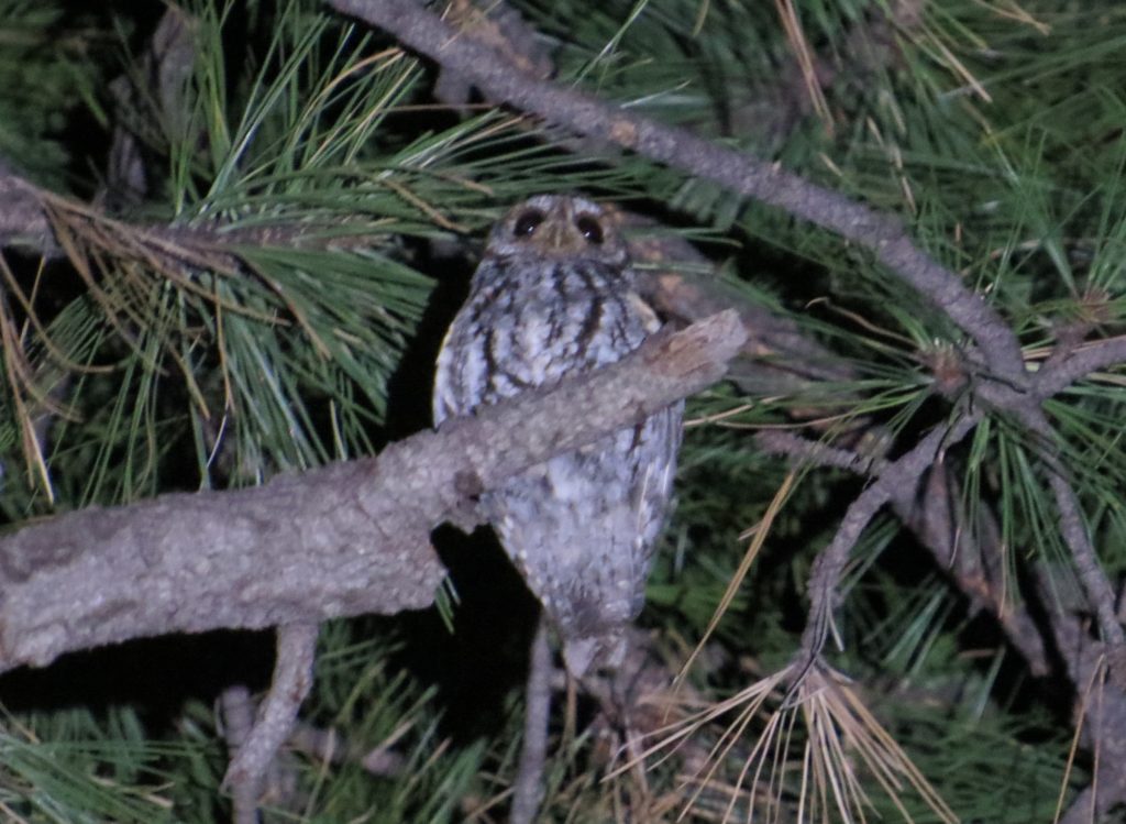 Flammulated Owl