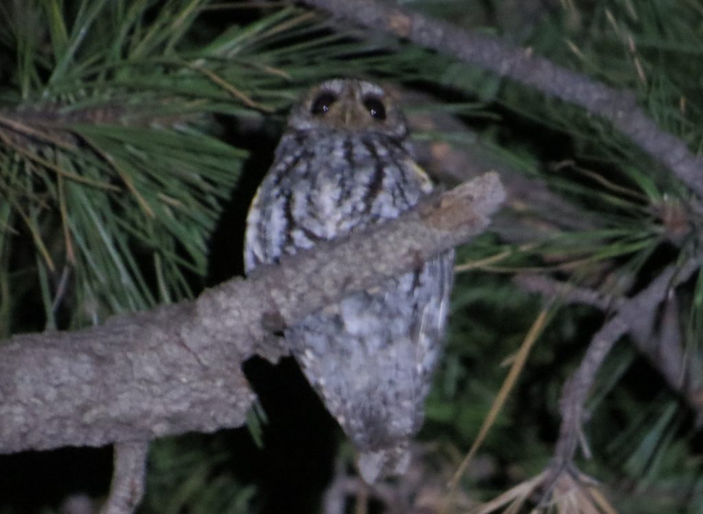 Flammulated Owl