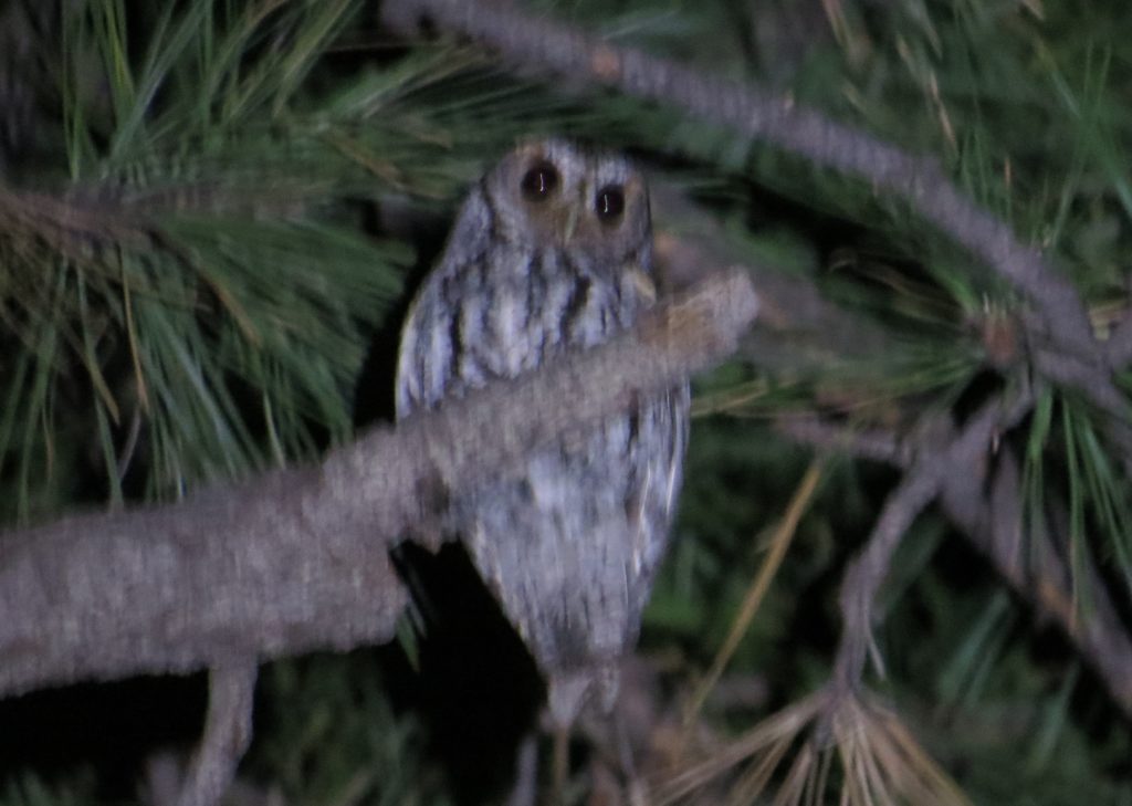 Flammulated Owl