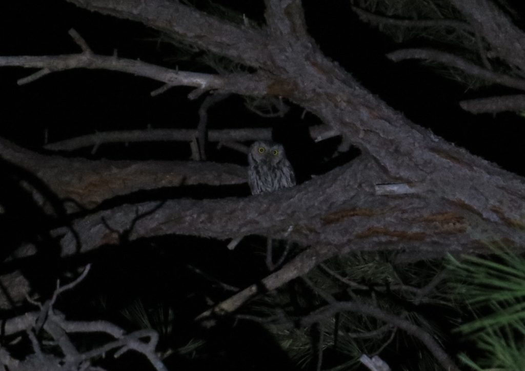 Western Screech-Owl