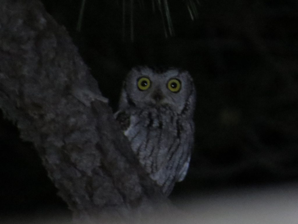 Western Screech-Owl