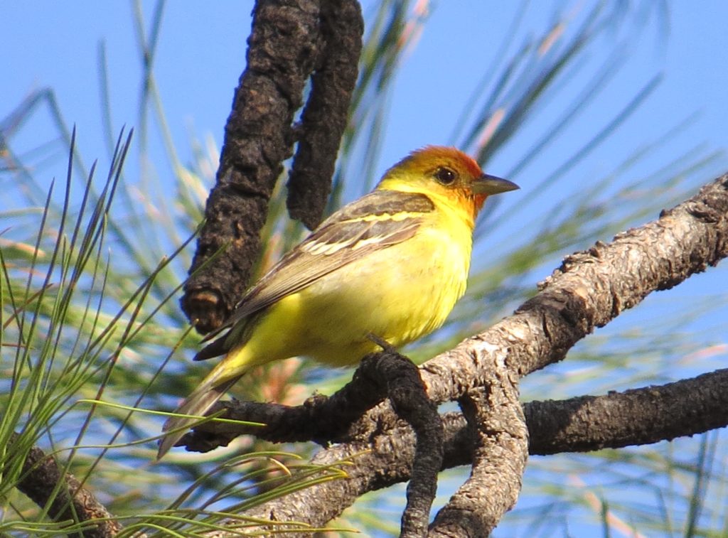 Western Tanager