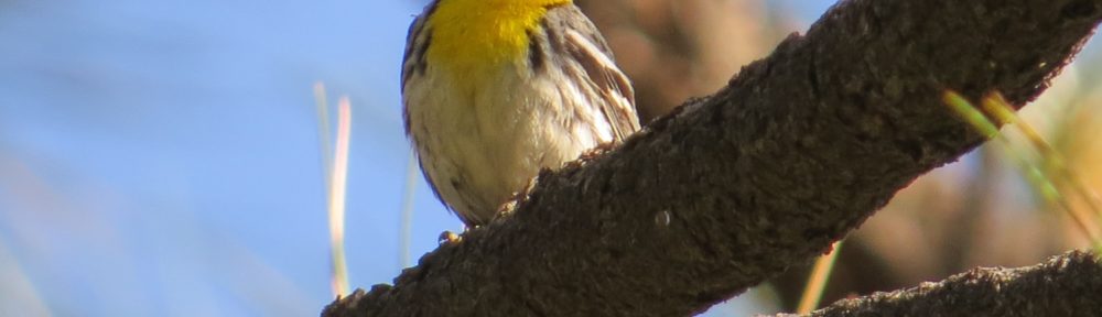 Grace's Warbler