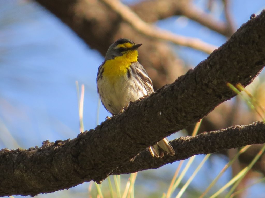 Grace's Warbler