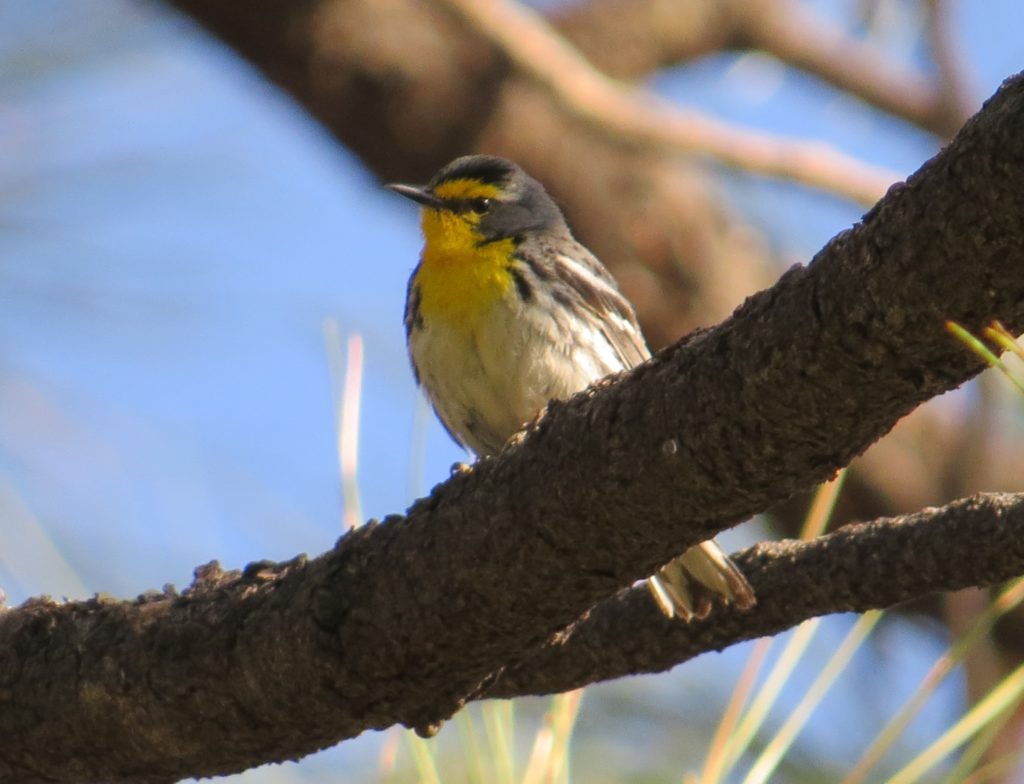 Grace's Warbler