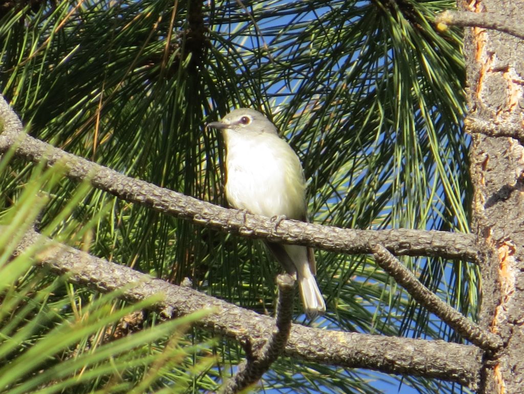 Plumbeous Vireo