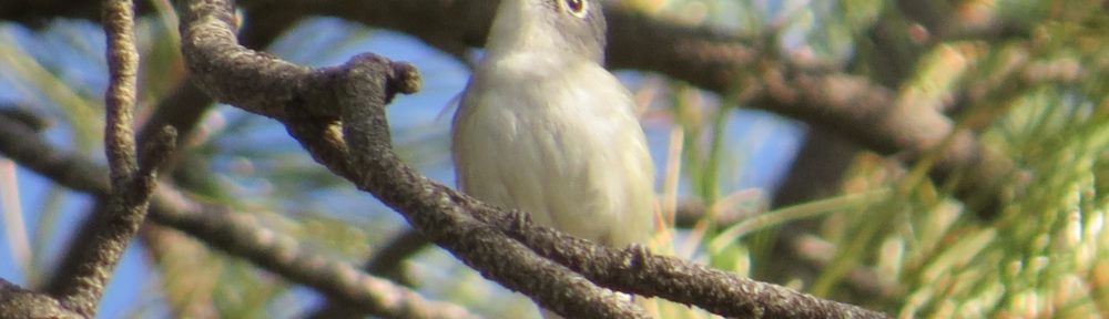 Plumbeous Vireo