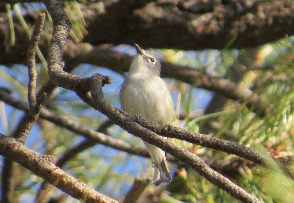 Plumbeous Vireo