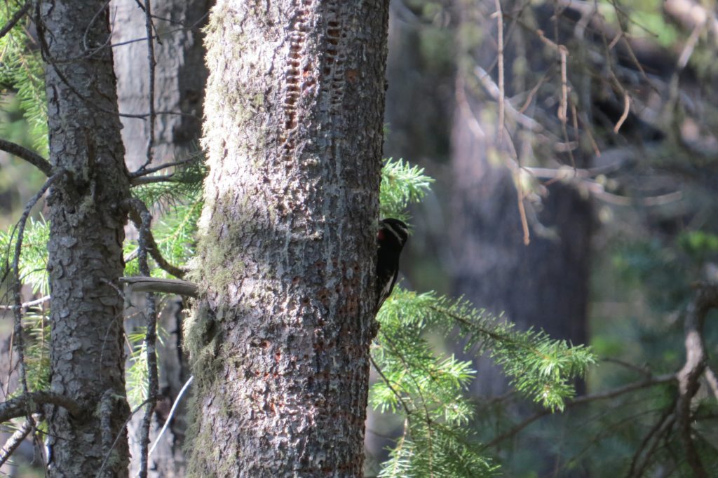 Williamson's Sapsucker