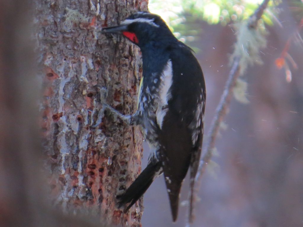 Williamson's Sapsucker