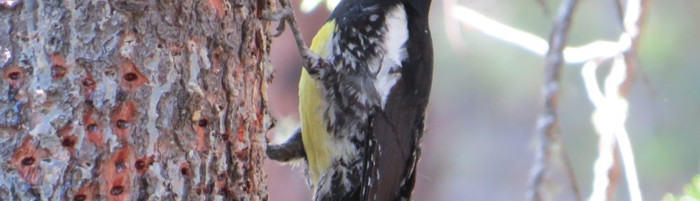 Williamson's Sapsucker