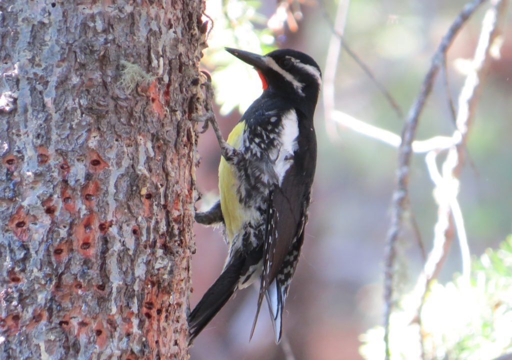 Williamson's Sapsucker