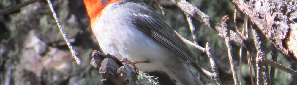 Red-faced Warbler