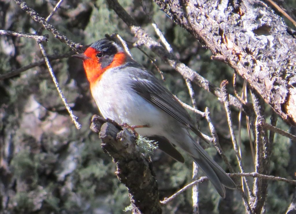 Red-faced Warbler