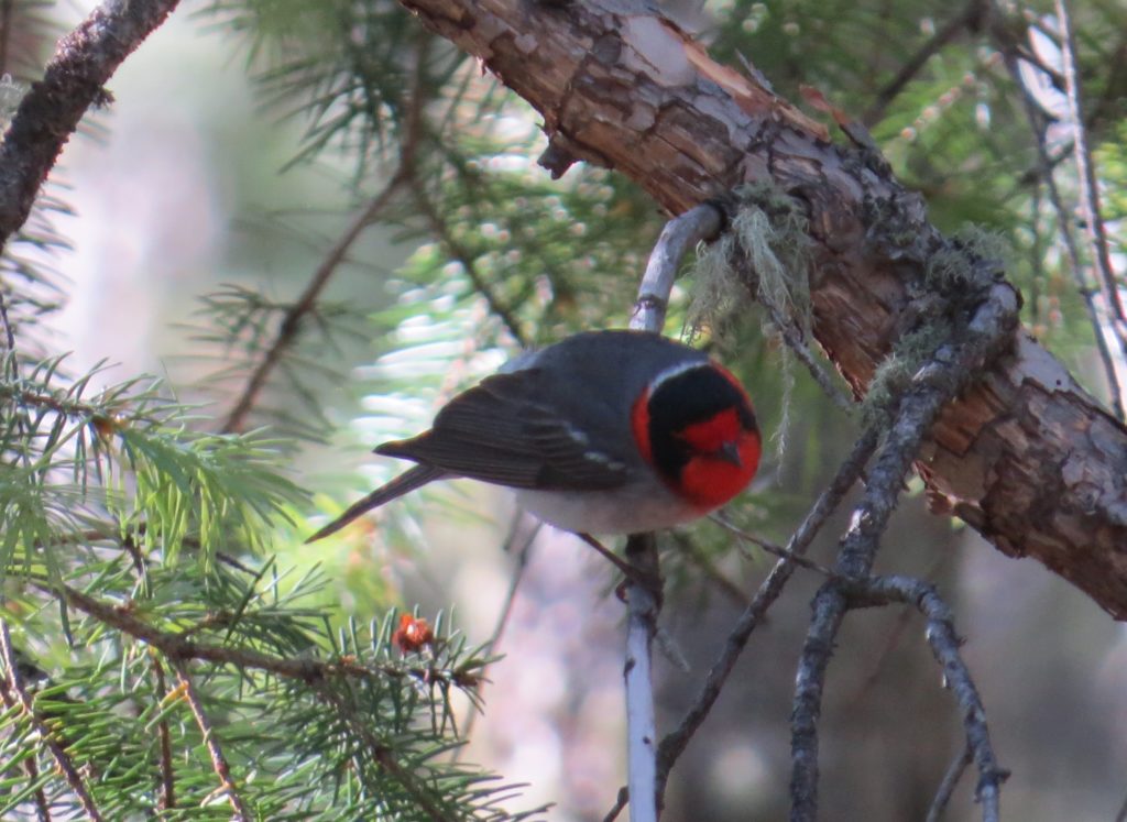 Red-faced Warbler