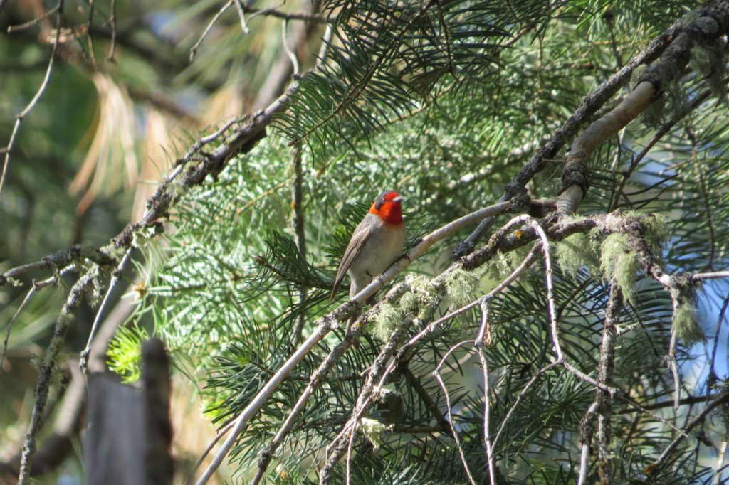 Red-faced Warbler