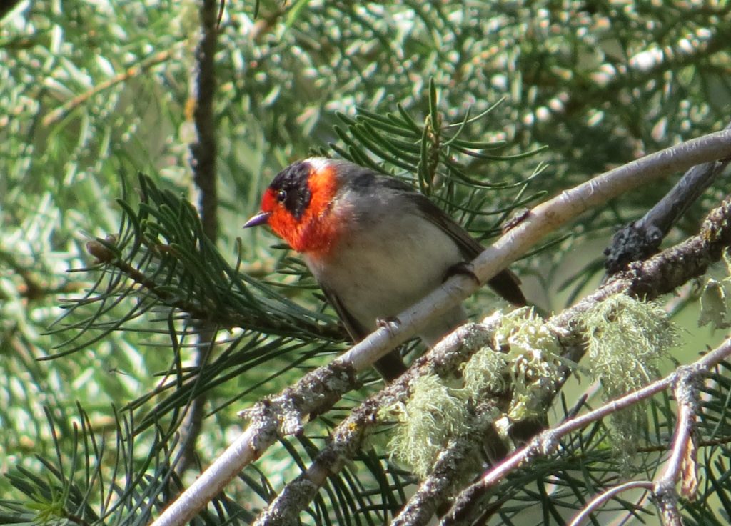 Red-faced Warbler