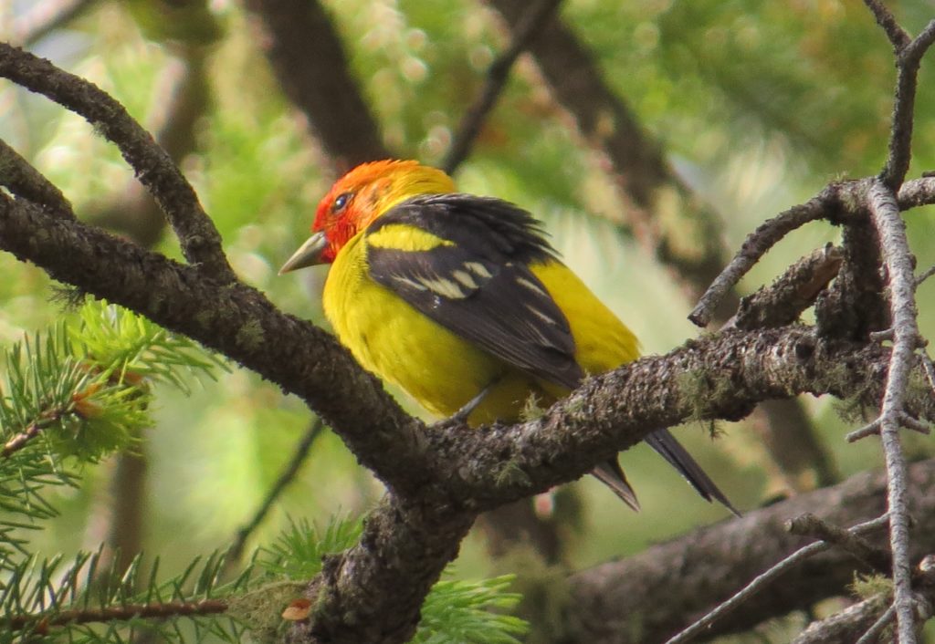 Western Tanager