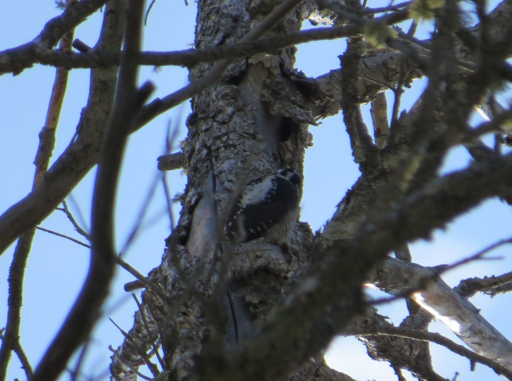 American Three-toed Woodpecker