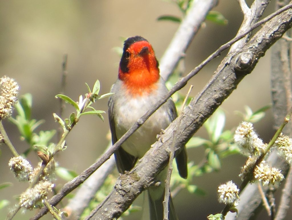 Red-faced Warblers are curious and quite crushable.