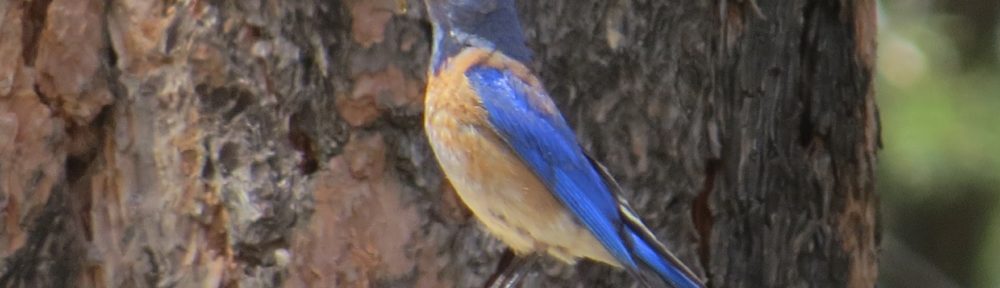 Western Bluebird