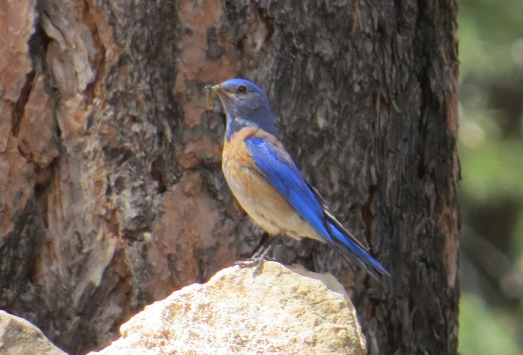 Western Bluebird